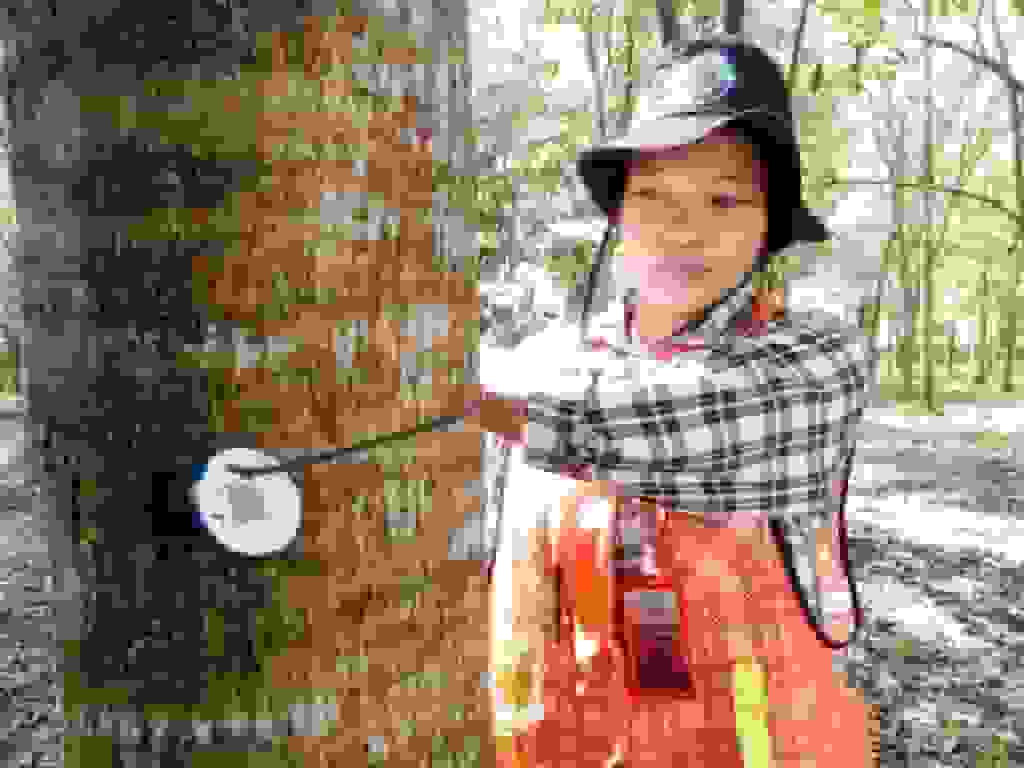 Image display of lestari landing page