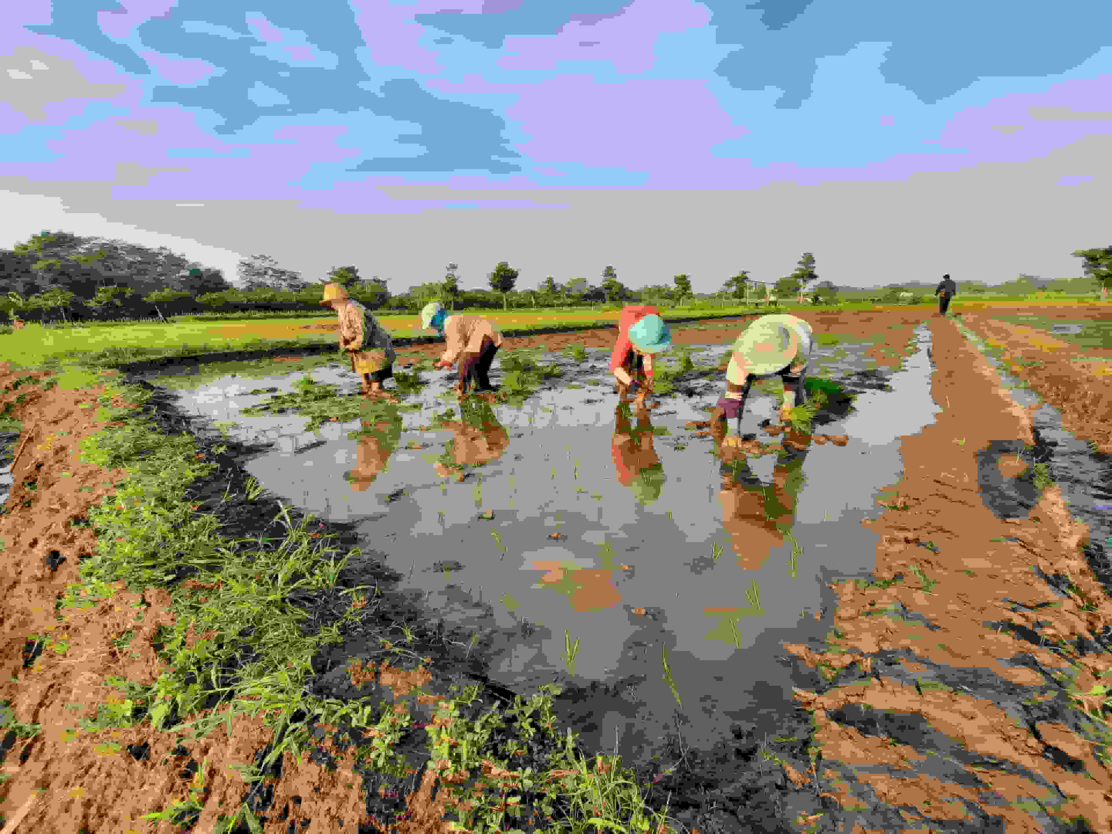 Image display of lestari landing page